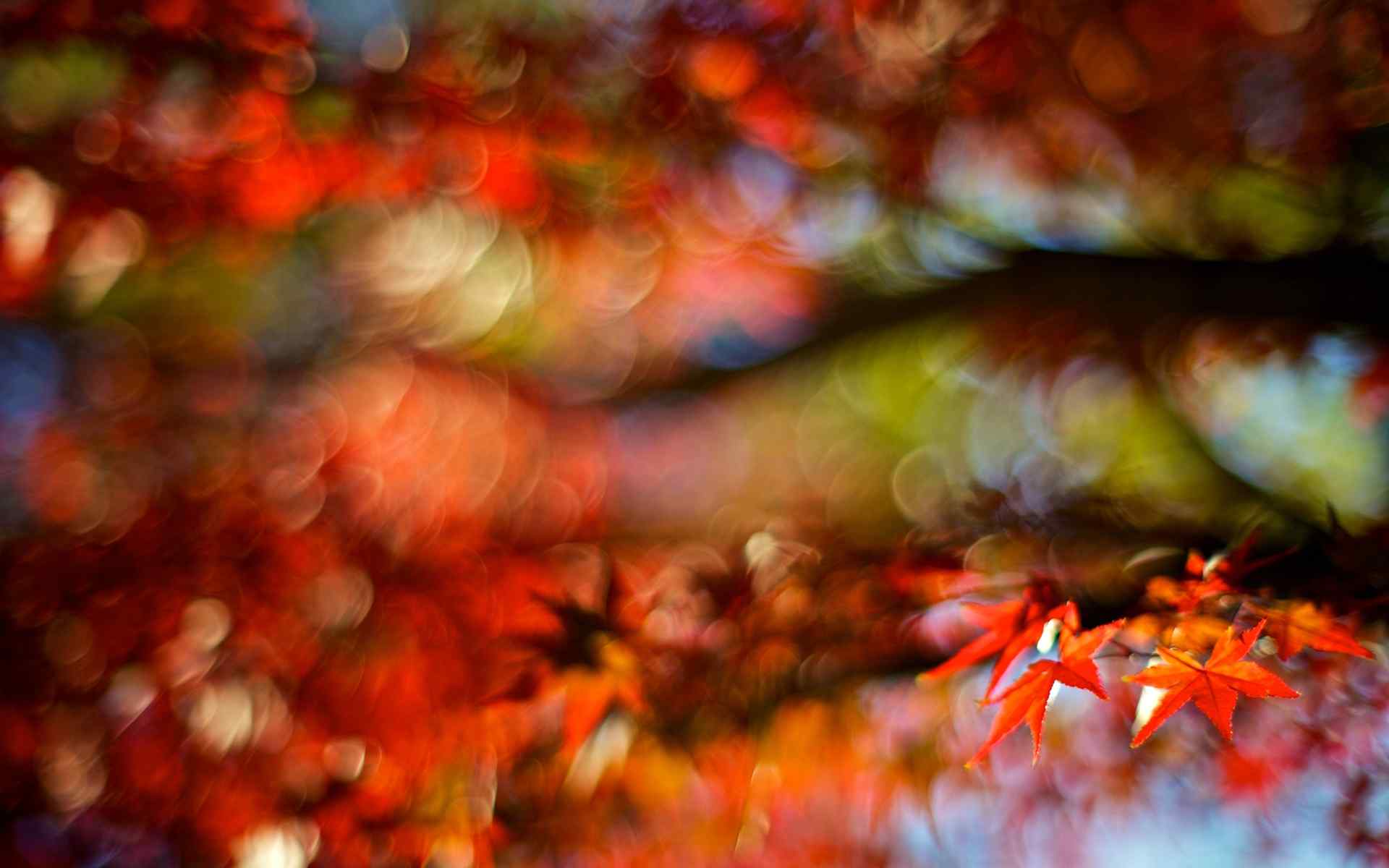 秋天唯美的落叶风景图片高清电脑壁纸