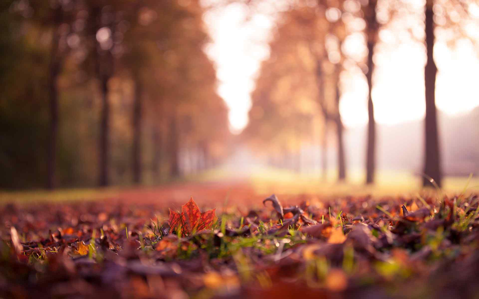 秋天唯美的落叶风景图片高清电脑壁纸