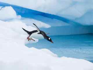 南极冰川与小企鹅风景壁纸