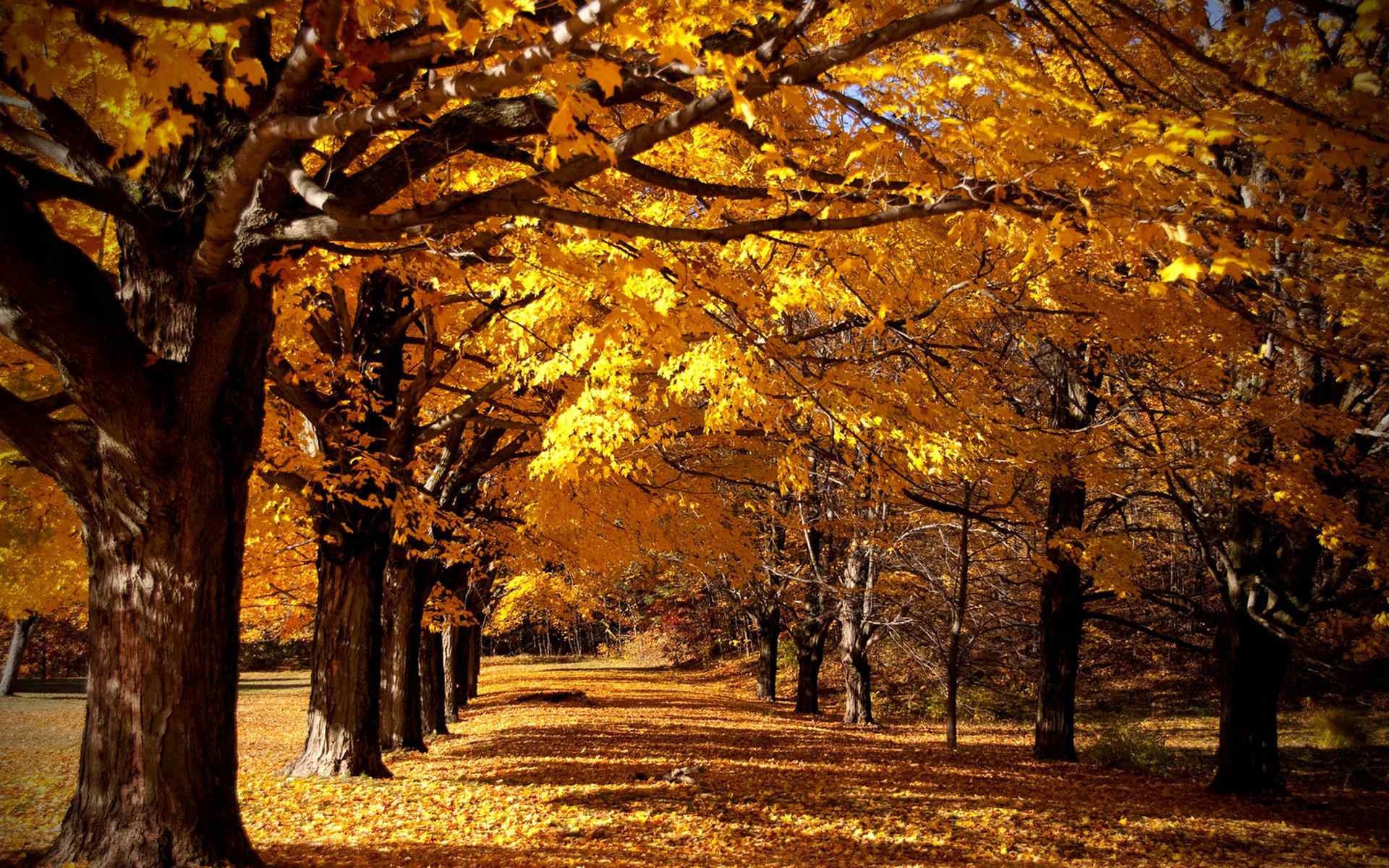 唯美的秋天自然风景图片高清电脑桌面壁纸（6张）