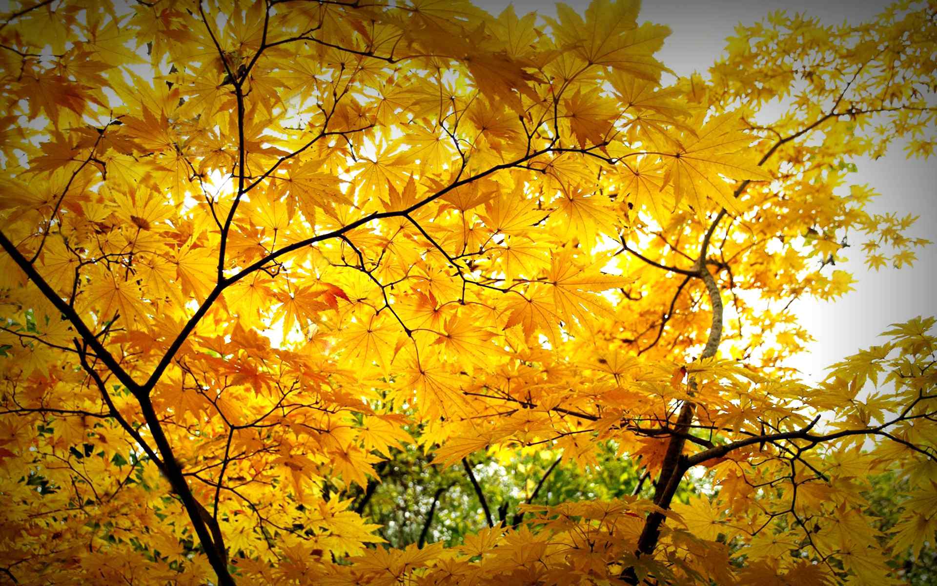 唯美秋天树叶风景图片桌面壁纸