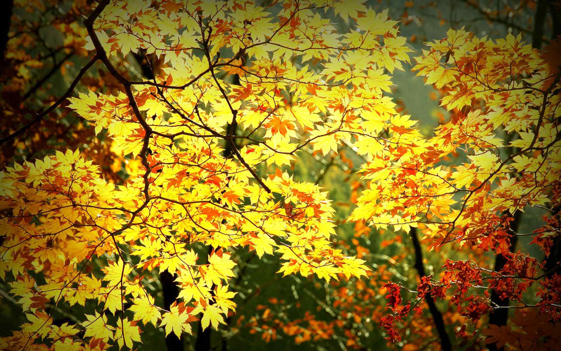 唯美秋天树叶风景图片桌面壁纸