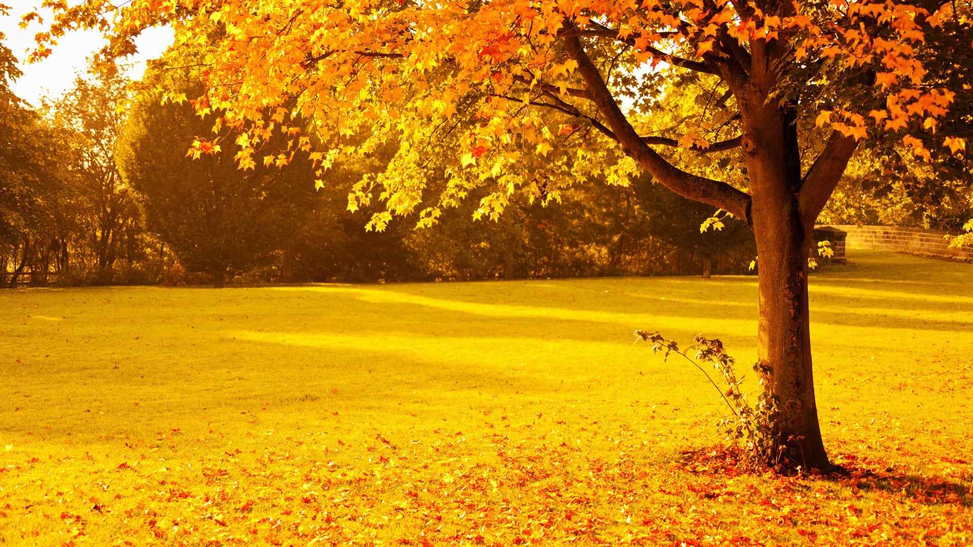 唯美秋天的满地落叶风景桌面壁纸