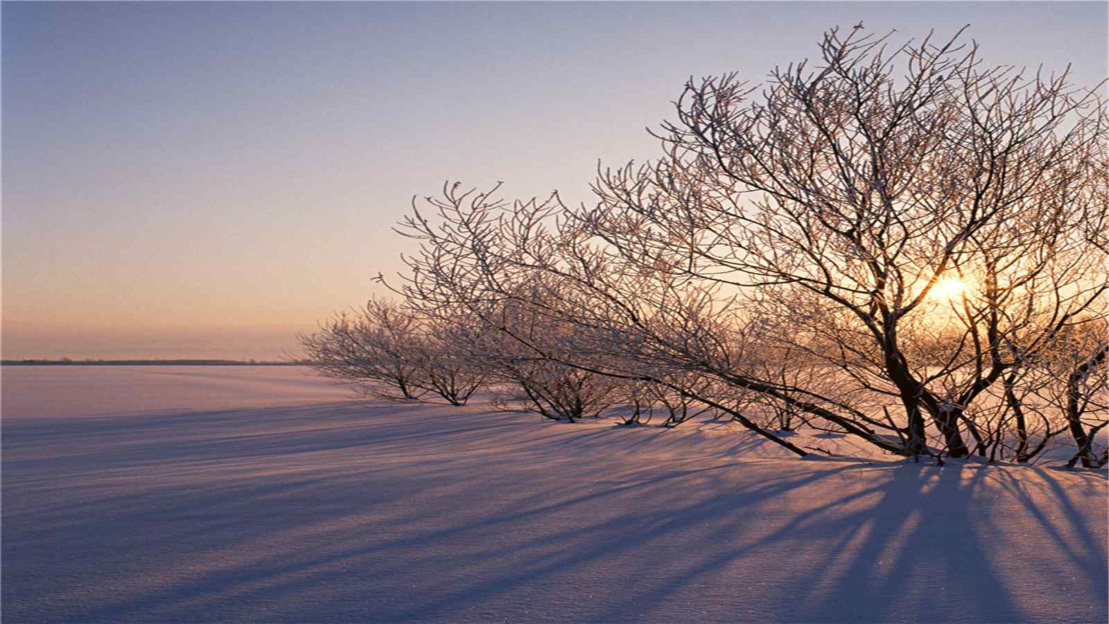 冬天雪景树木高清电脑桌面壁纸