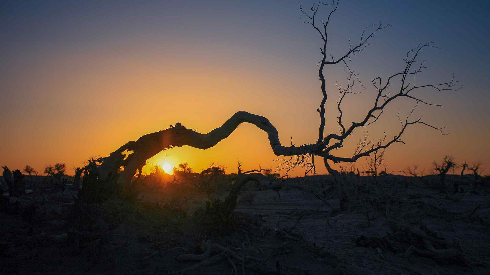 沙漠壮观的胡杨林图片高清电脑壁纸
