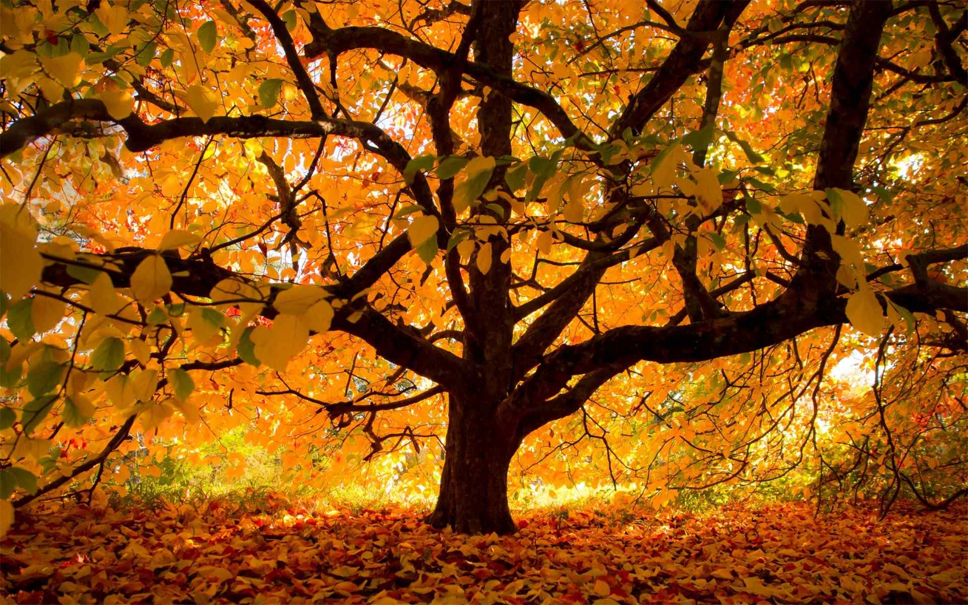 唯美的秋天落叶风景桌面壁纸下载