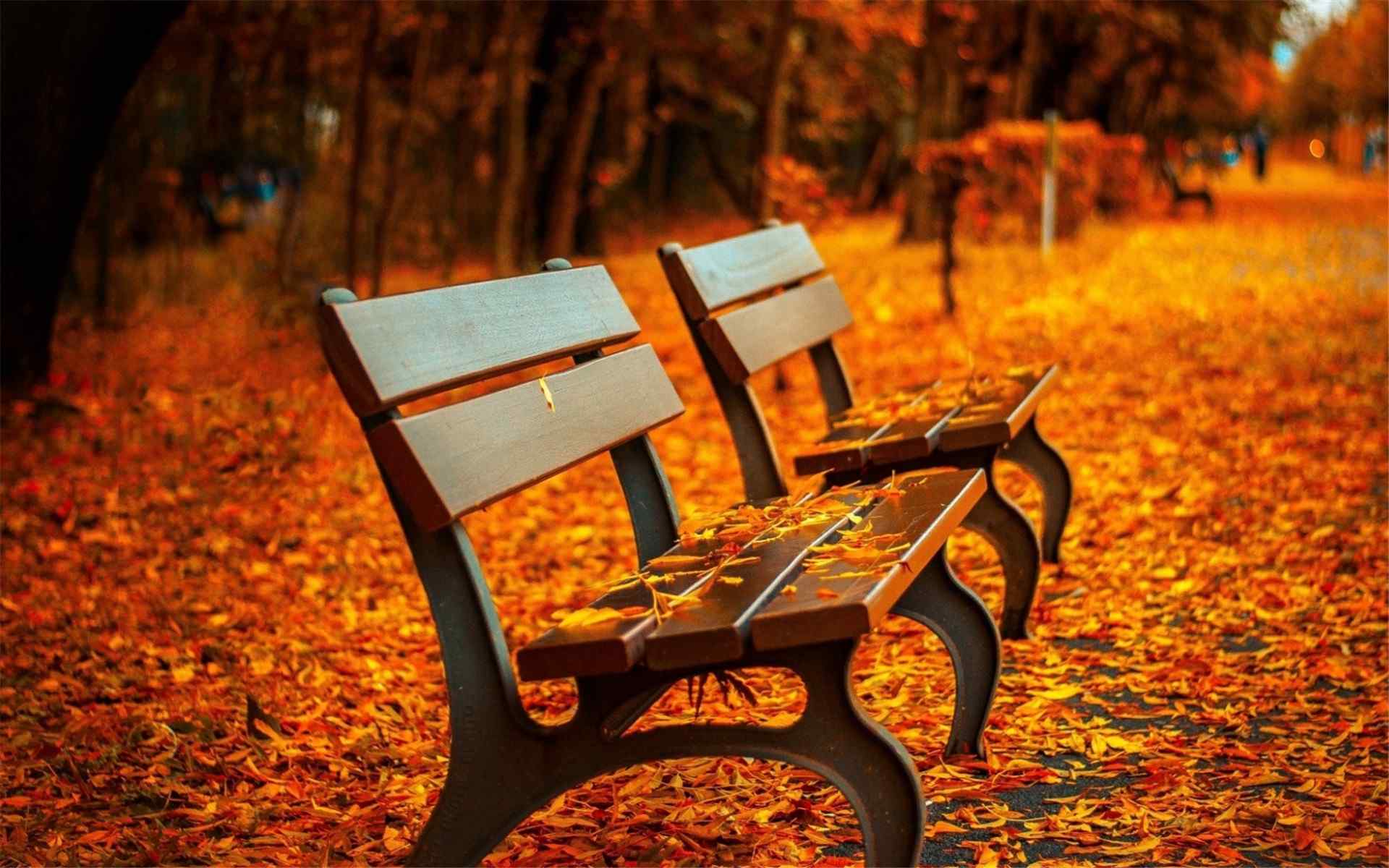 秋天唯美的落叶风景高清桌面壁纸下载