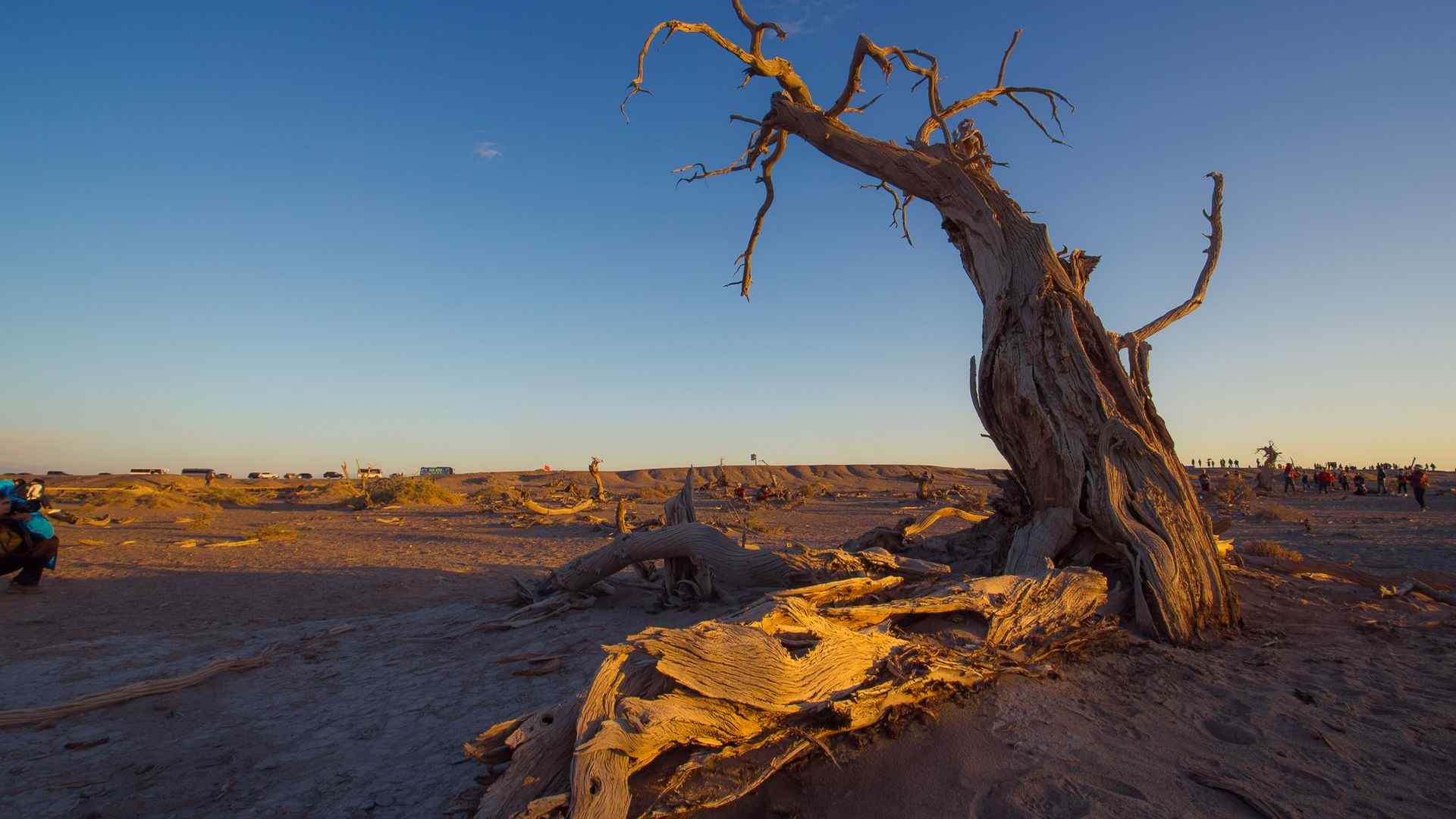 沙漠壮观的胡杨林图片高清电脑壁纸