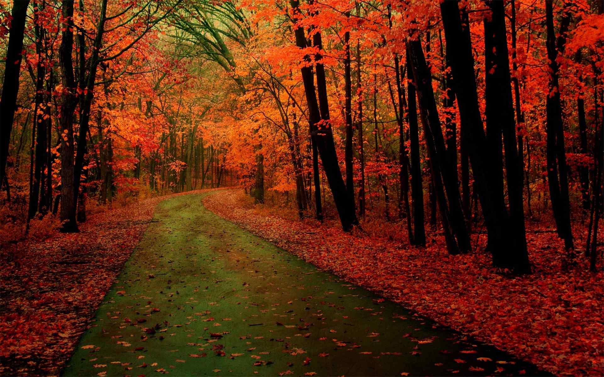 秋天唯美的落叶风景高清桌面壁纸下载