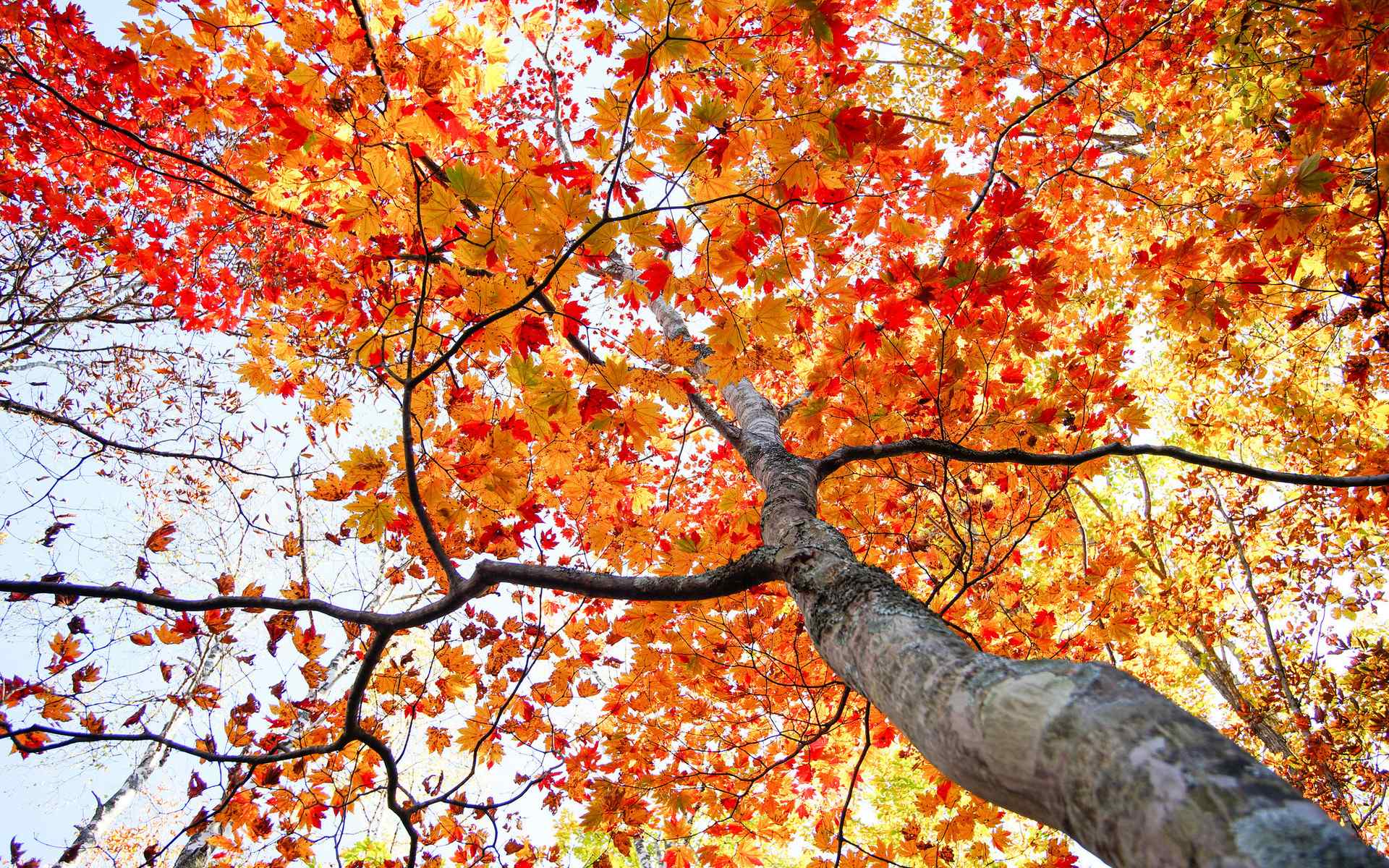 唯美的秋天落叶风景桌面壁纸下载