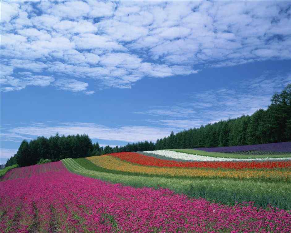 五彩美丽的福田农场图片桌面壁纸