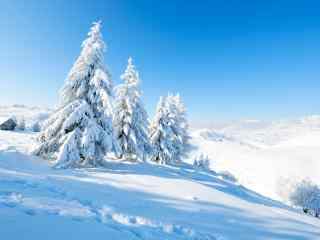 唯美雪景白色风景美图高清桌面壁纸