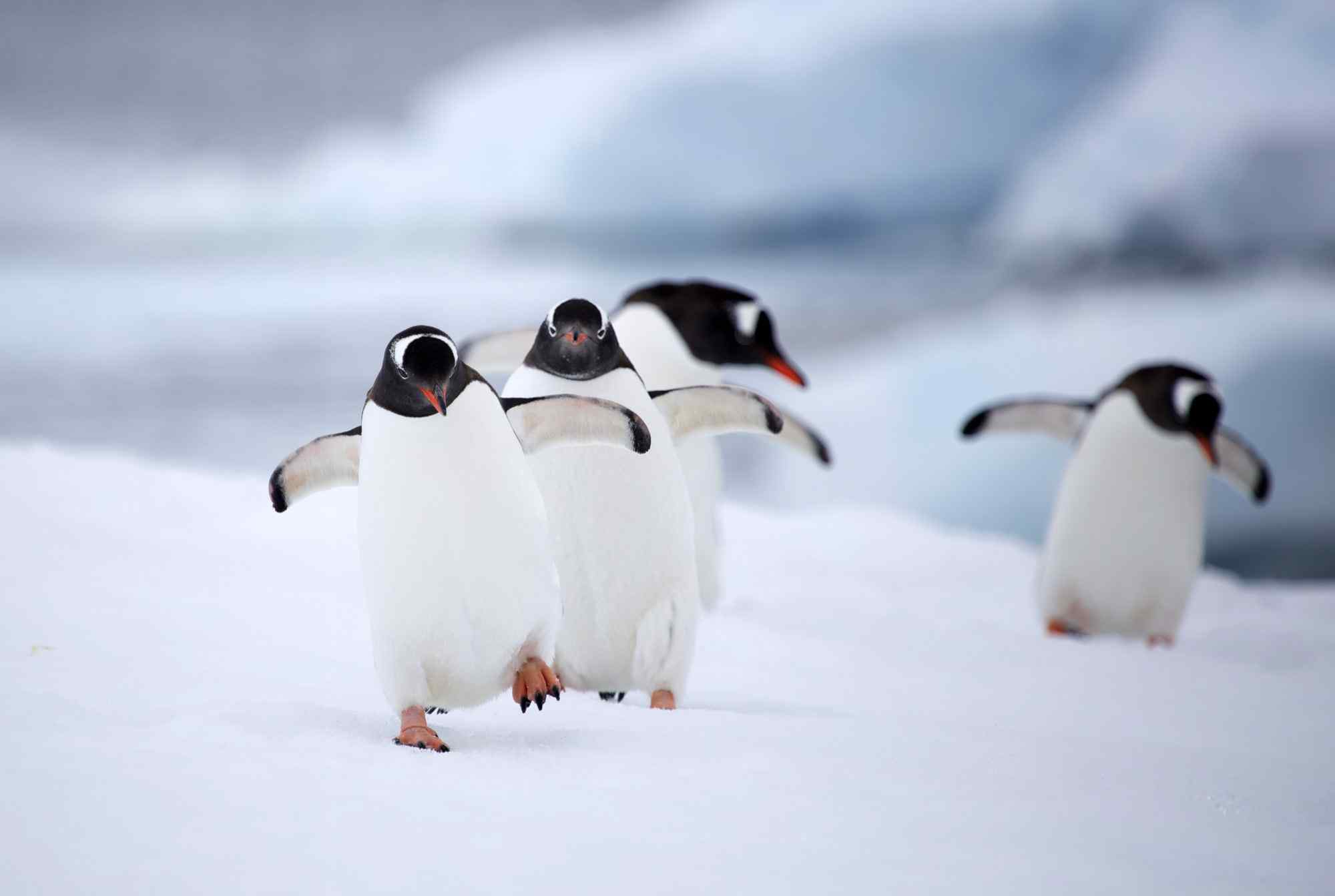 唯美企鹅南极风景图片高清桌面壁纸