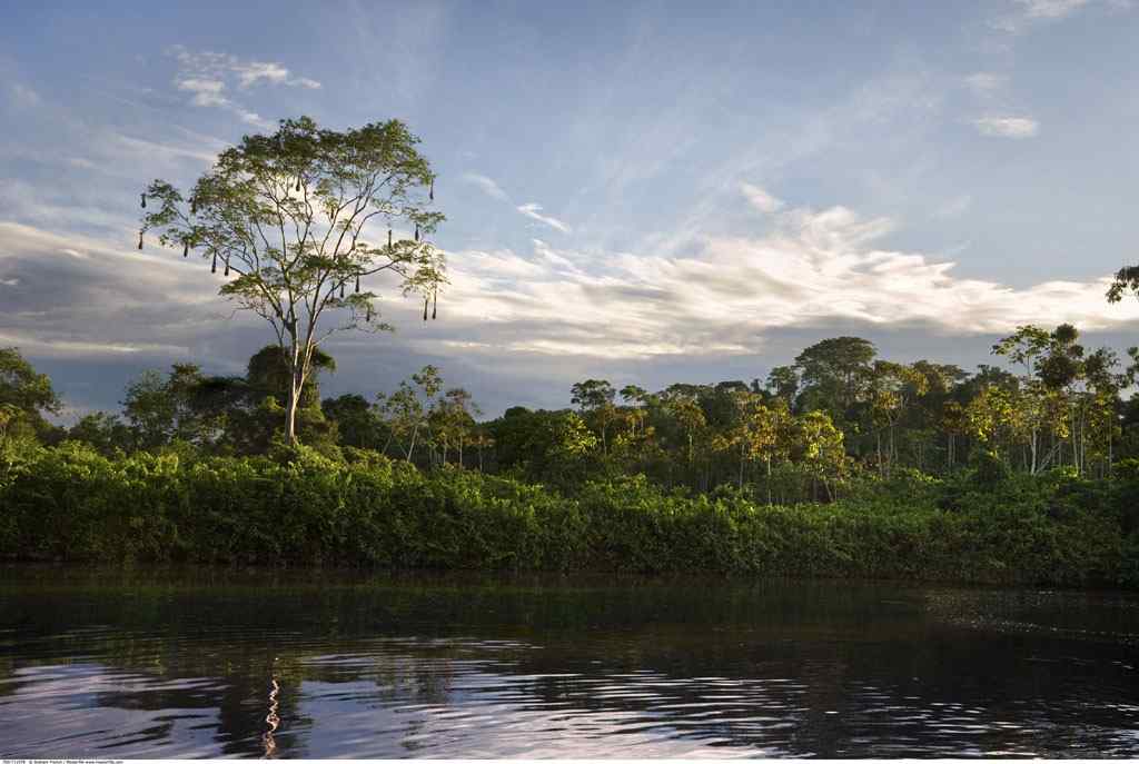亚马逊河流秀美风景图片桌面壁纸
