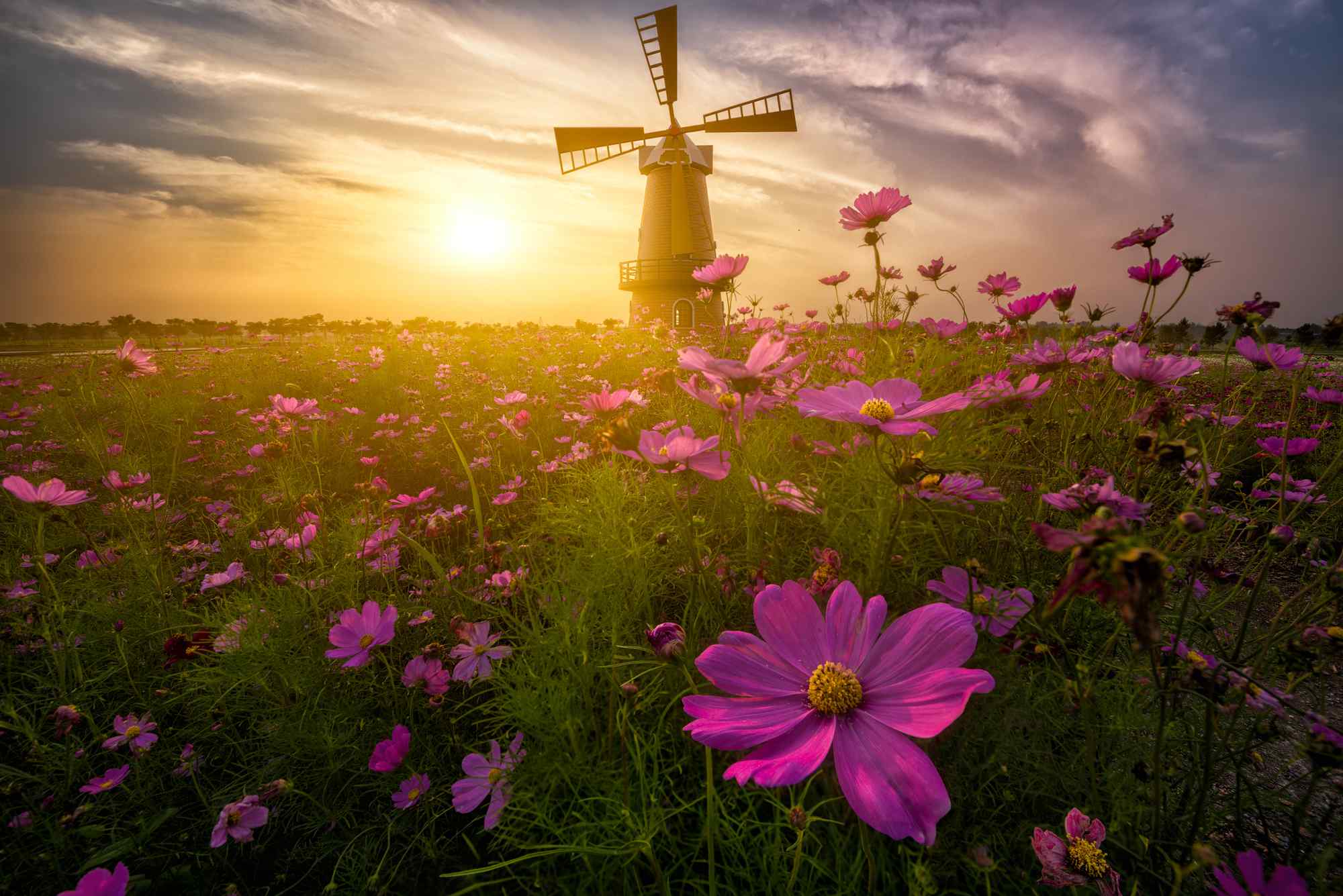 唯美的荷兰风车与花朵风景图片