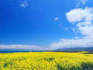 唯美的青海湖油菜花田风景图片