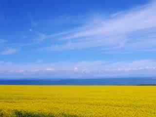 好看的青海湖油菜花田风景图片