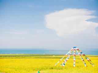 宁静的青海湖油菜花风景图片