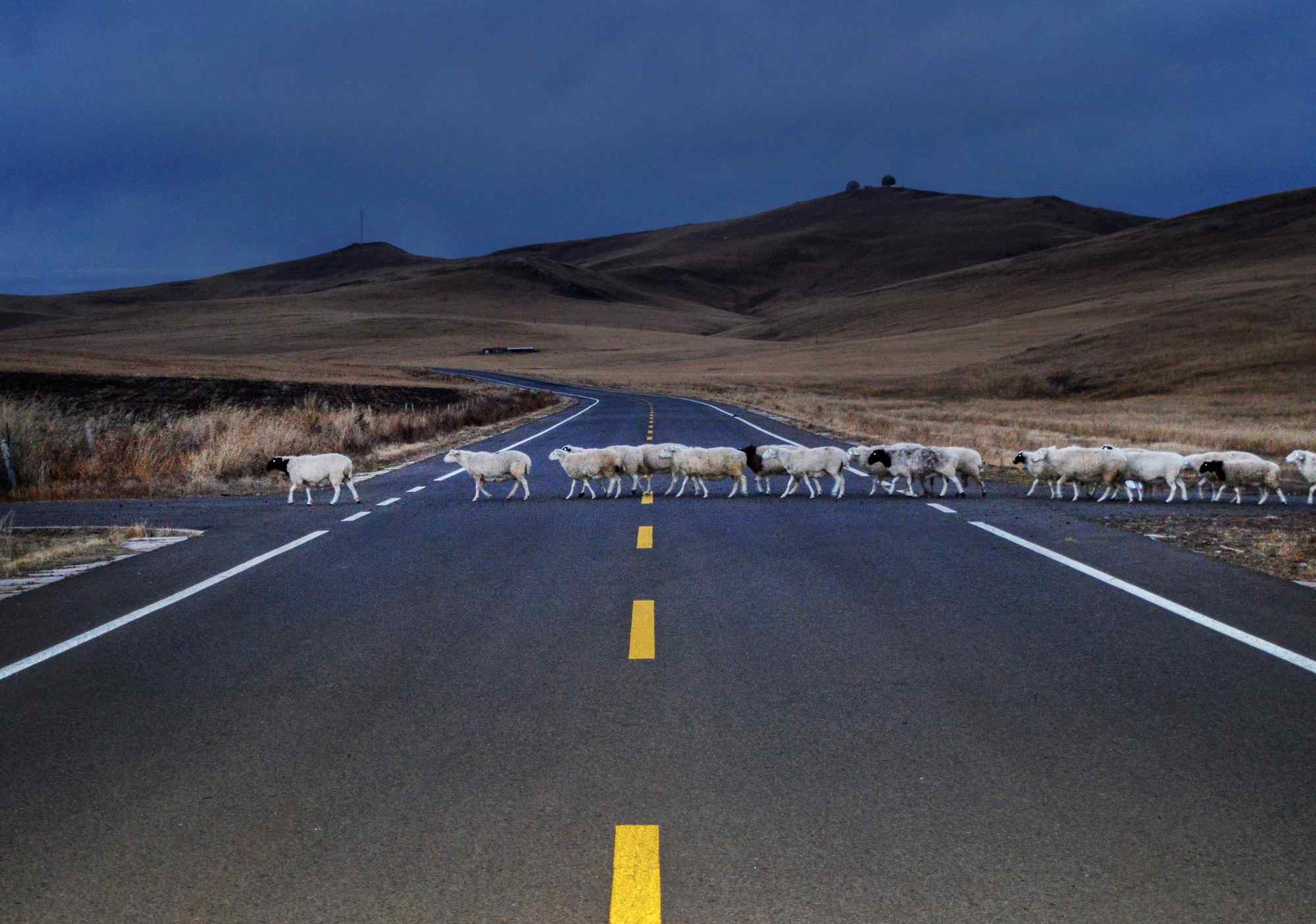 草原羊群过马路高清图片桌面壁纸