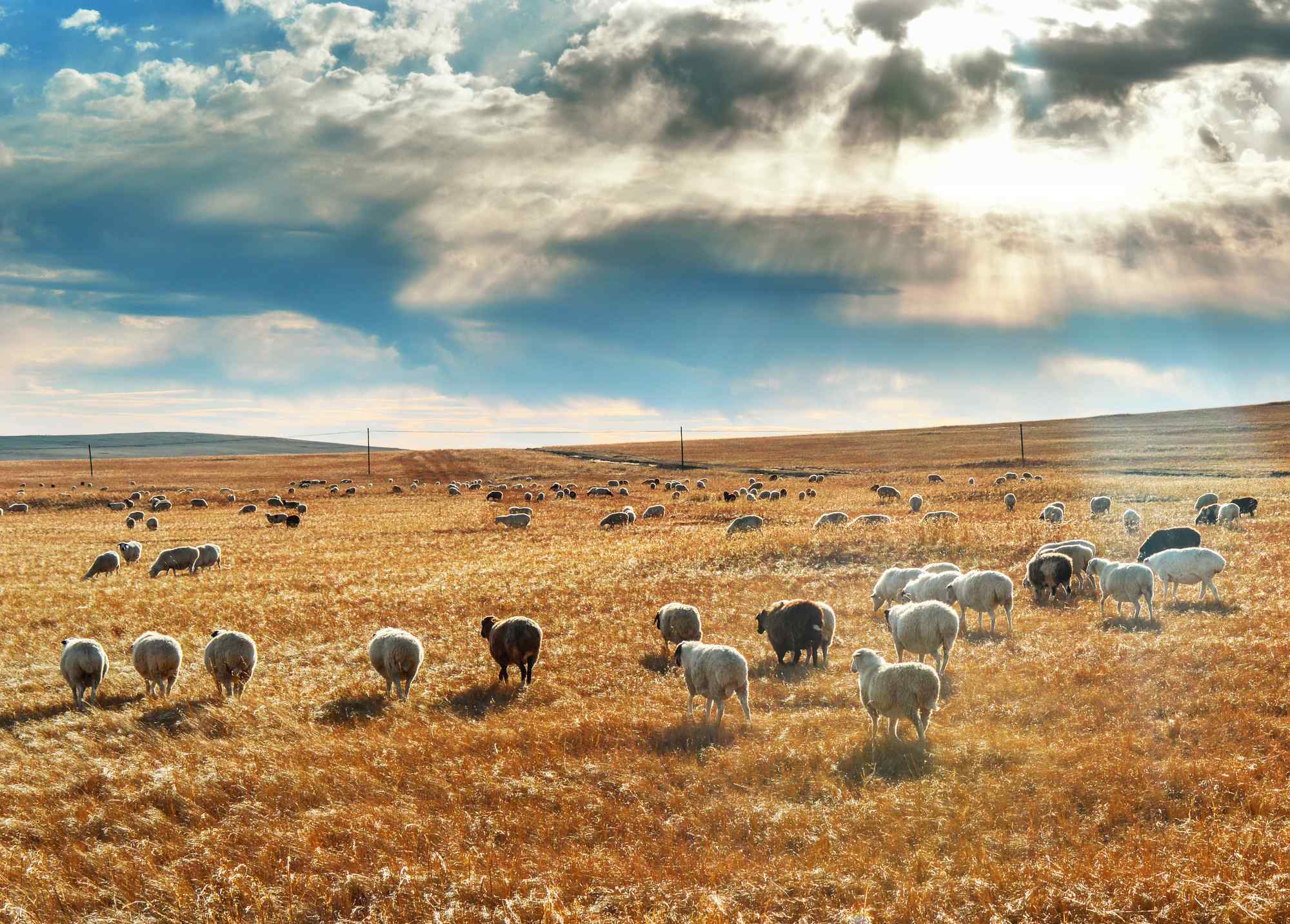 蓝天白云下的牛羊群草原风景图片桌面壁纸