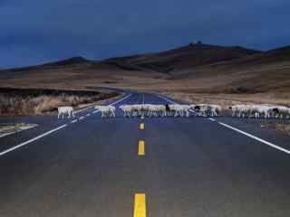 草原羊群过马路高清图片桌面壁纸