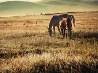 草原上的马唯美图片桌面壁纸