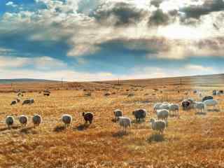 蓝天白云下的牛羊群草原风景图片桌面壁纸