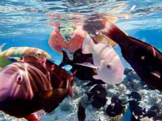 塞班岛海底潜水美丽海底世界图片高清桌面壁纸