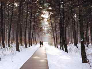唯美东北森林小路雪景图片高清桌面壁纸