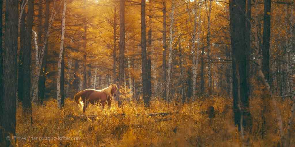 秋季唯美森林里的马图片高清桌面壁纸
