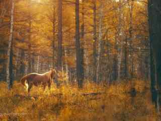 秋季唯美森林里的马图片高清桌面壁纸