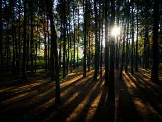 穿透树林的一缕阳光唯美风景图片高清桌面壁纸