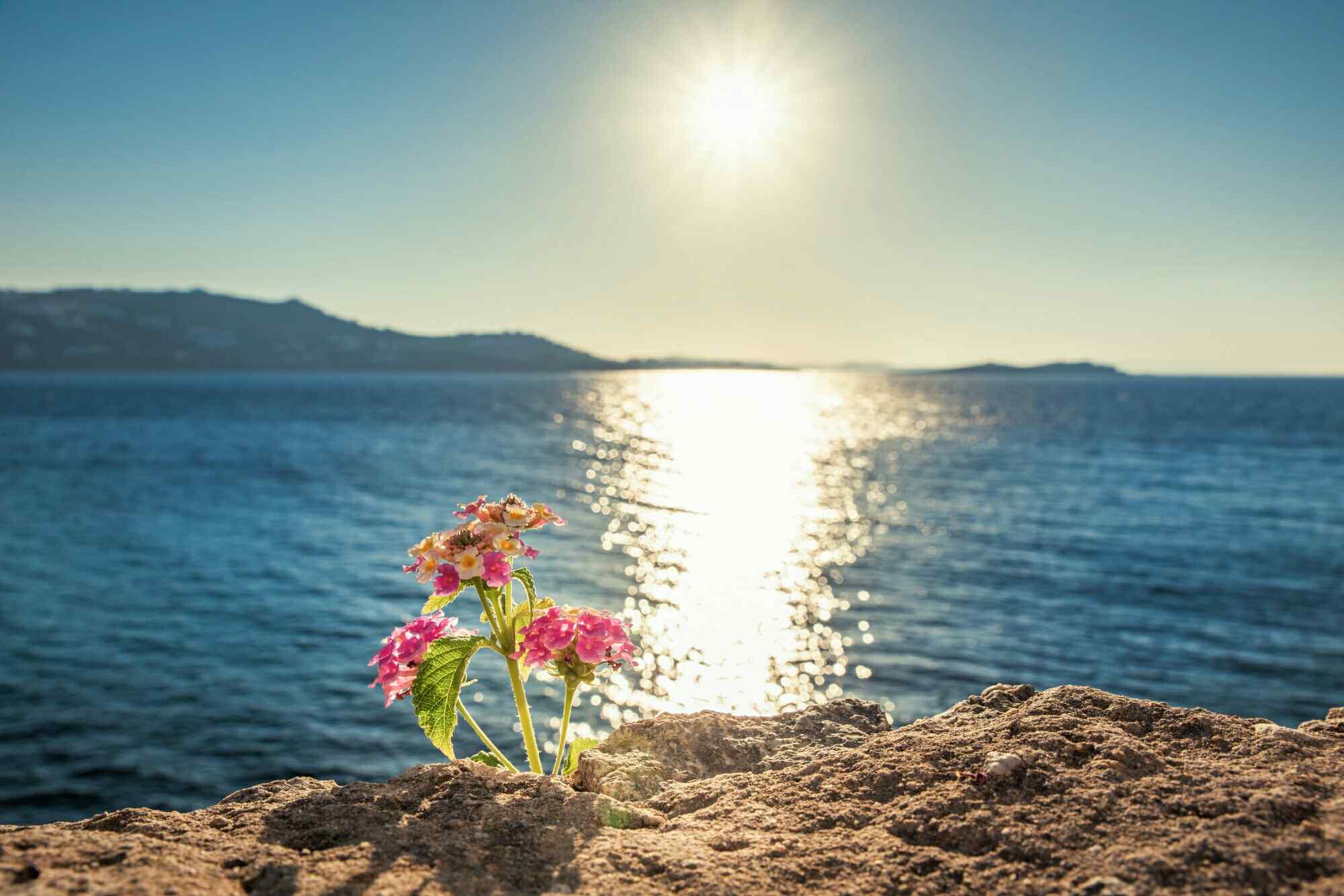 海边悬崖上的花朵唯美风景图片桌面壁纸