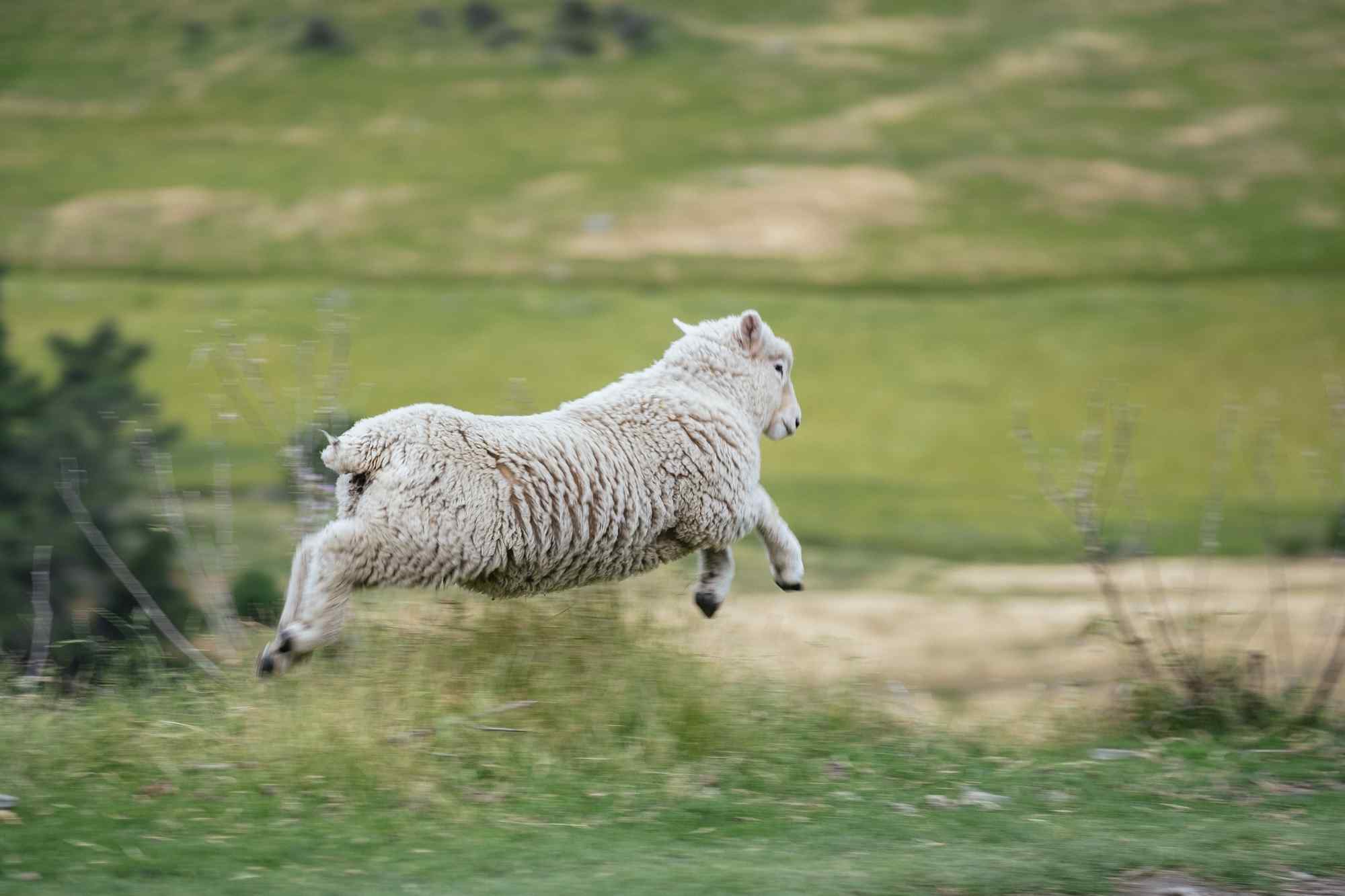 草地上奔跑的绵羊可爱图片桌面壁纸