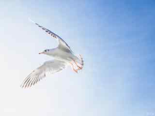 苍山洱海海鸟自由翱翔风景图片桌面壁纸