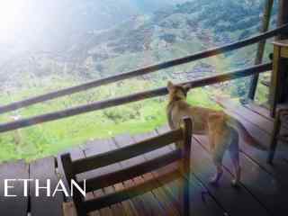 狗狗眺望美丽的梯田风景图片桌面壁纸