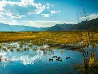 山林小溪里自由自在的小鸭子唯美风景图片