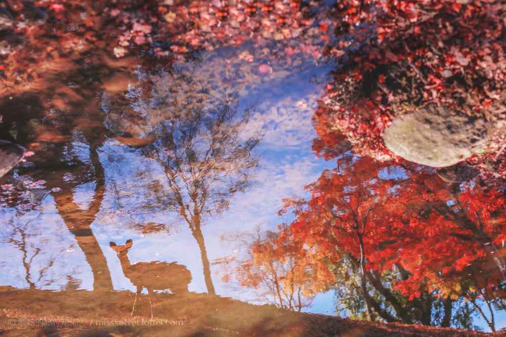 梅花鹿在一片红色树林里喝水图片桌面壁纸