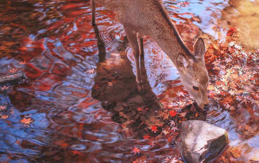 梅花鹿在一片红色树林里喝水图片桌面壁纸