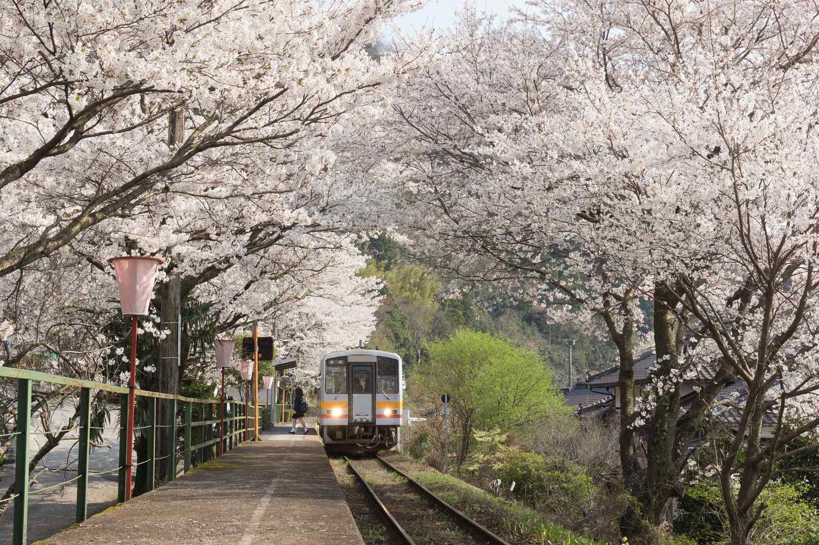 穿越樱花林的火车风景图片