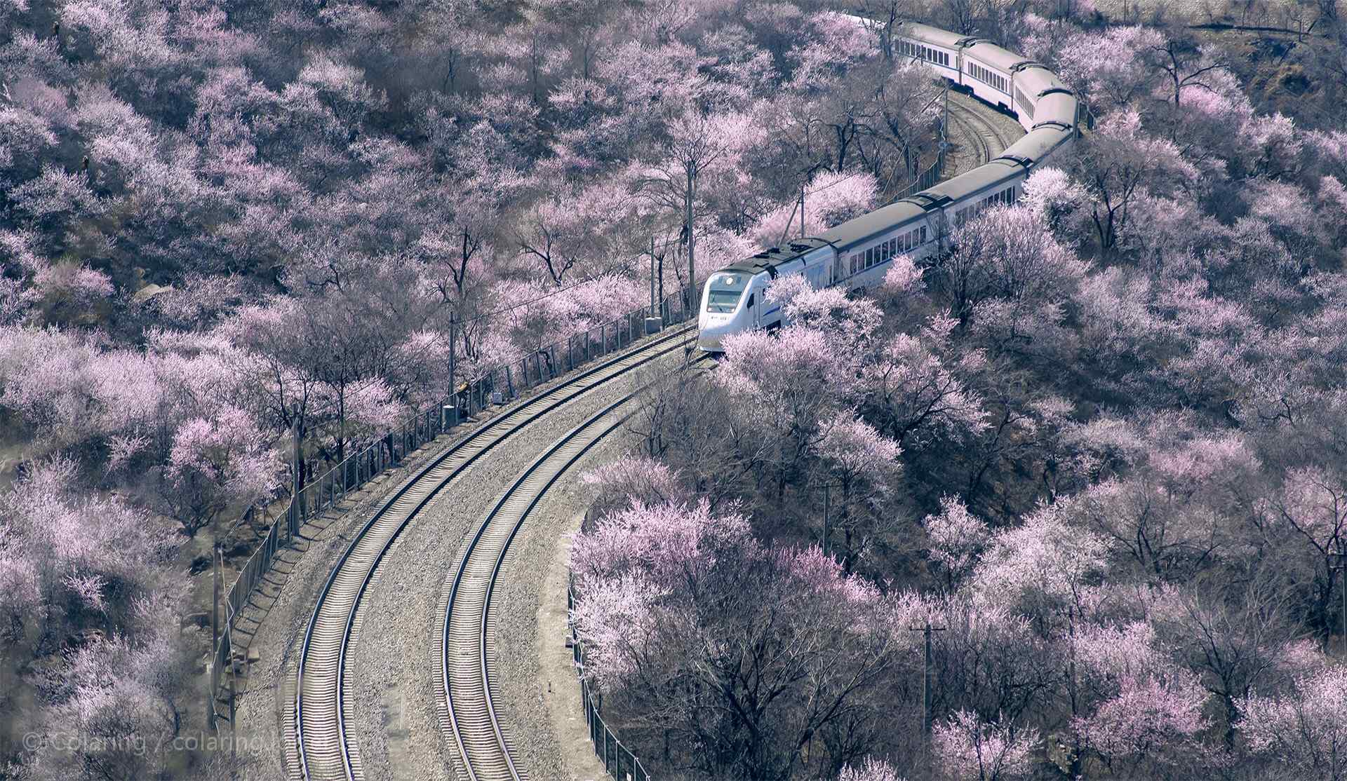 火车穿越樱花隧道唯美小清新风景图片