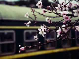 铁轨边的梅花盛开美丽风景图片
