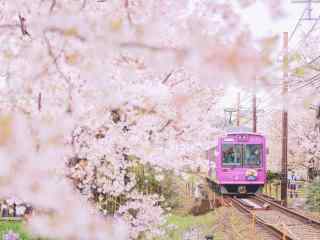 火车驶过樱花隧道