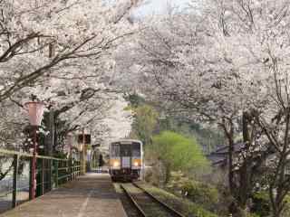 穿越樱花林的火车风景图片
