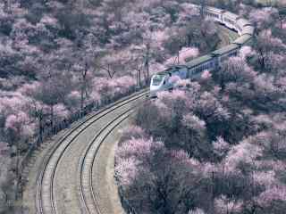 火车穿越樱花隧道
