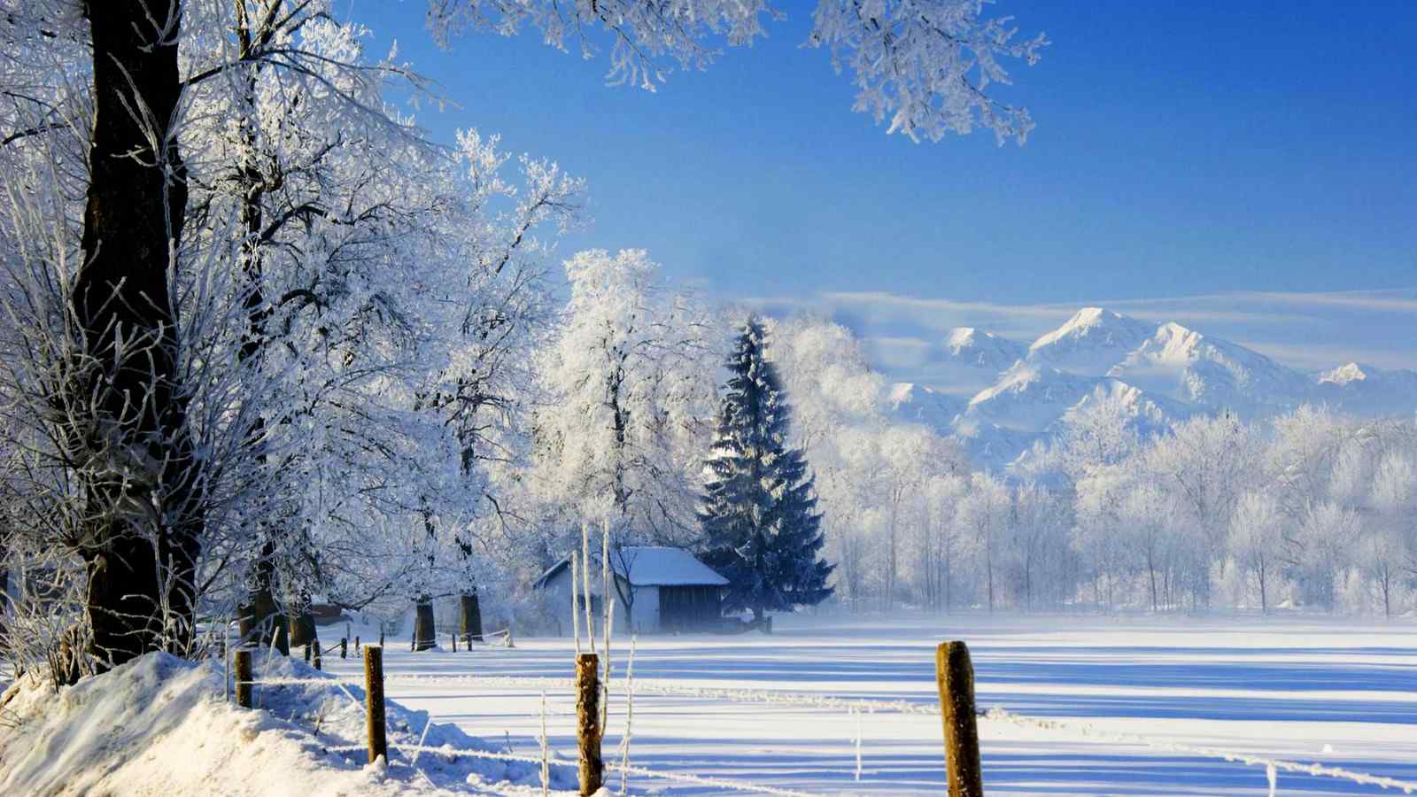被白雪覆盖的大树唯美图片高清桌面壁纸