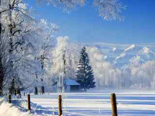 被白雪覆盖的大树唯美图片高清桌面壁纸