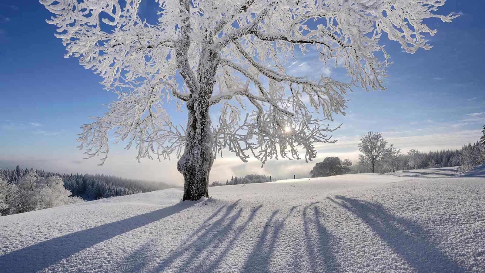雪地里的大树绝美风景图片高清桌面壁纸