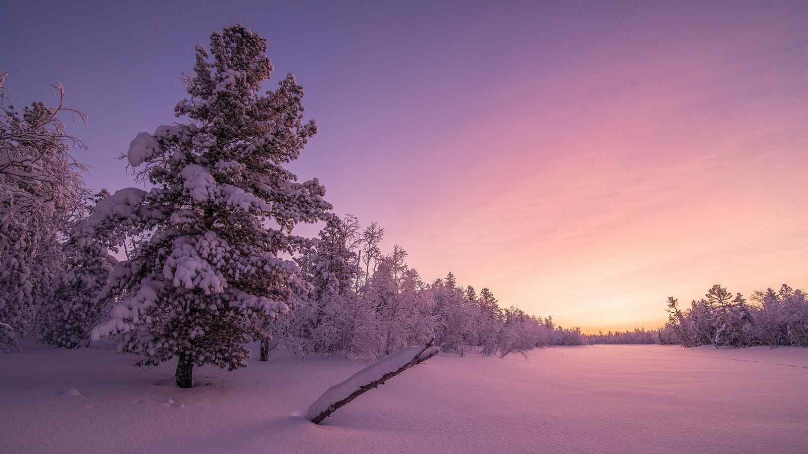 冬日粉色朝霞下的梦幻雪景图片高清桌面壁纸