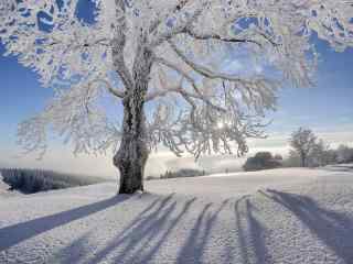 雪地里的大树绝美风景图片高清桌面壁纸